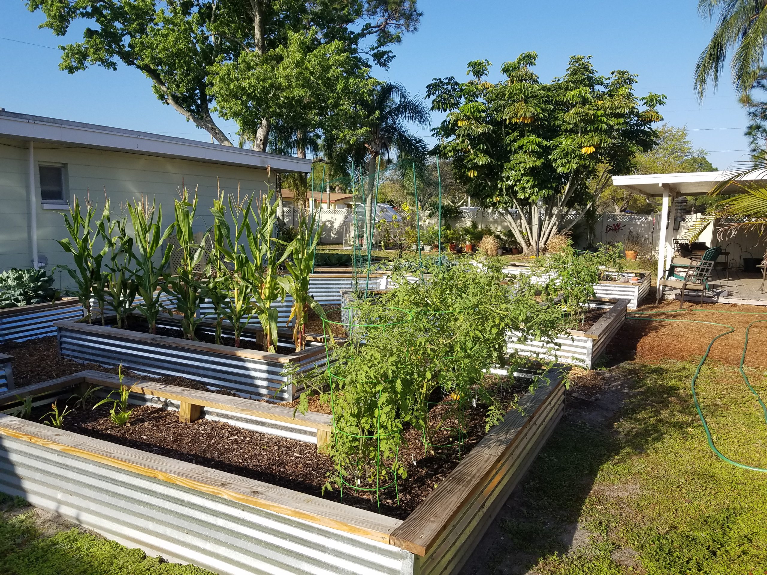 Living out the call of Laudato Si through their parish garden